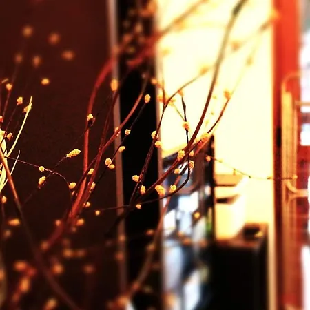 Rila Morning * 보로베츠